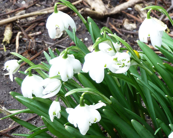 snow drops