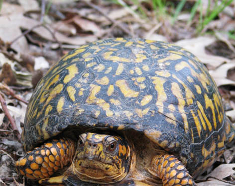 Box turtle tortoise