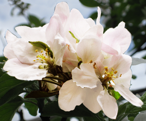 blooming apple flower in spring