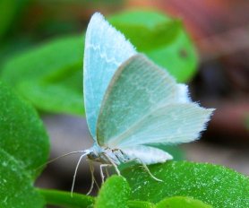 blue green forest butterfly