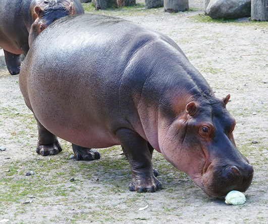 Big and hungry hippopotamus