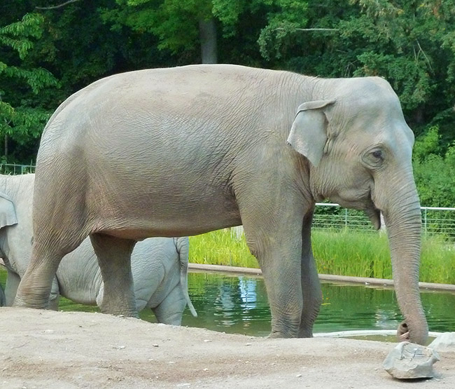 Female Asian-elephant