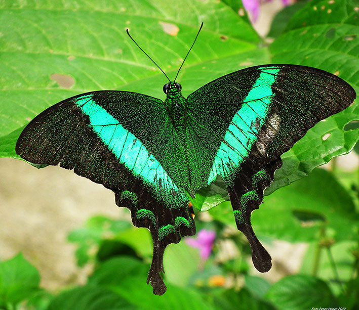 beautiful butterfly clip art