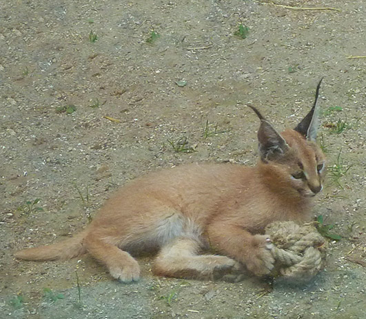 Caracal kitten