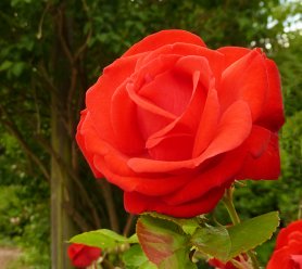 red rose in garden