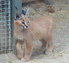 Cute Caracal kitten