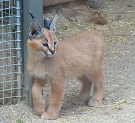 Cute Caracal kitten