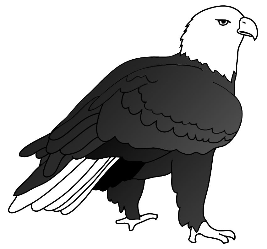 drawing of bald eagle on ground
