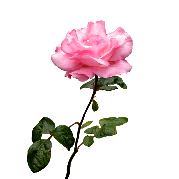 Pink rose image 