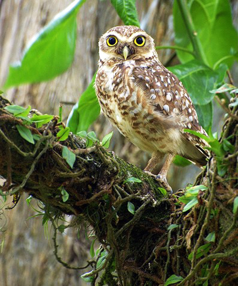 small Burrowing owl in forest