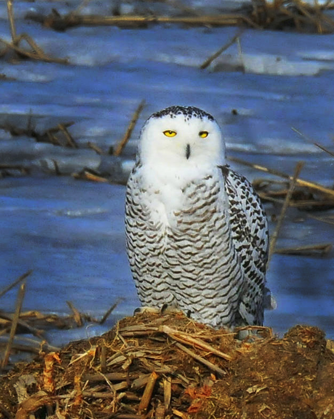 snowy owl at salt lake