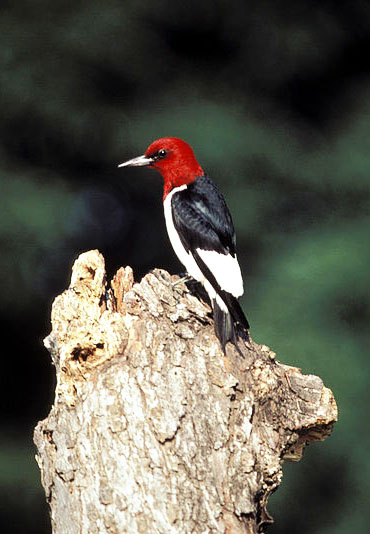 Red headed Woodpecker