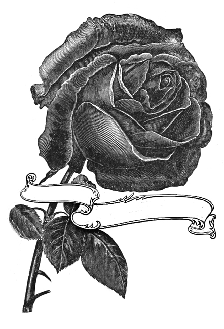 single rose sketch with banner