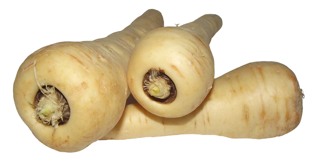 parsnips clipart