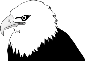 bald eagle head illustration