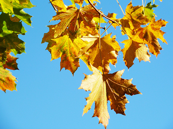 yellow leaves against the blue sky