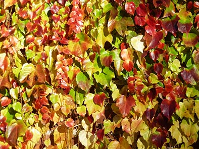 Wall with autumn colored leaves