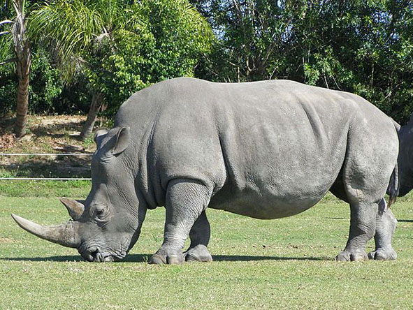 White African rhinoceros grazzing