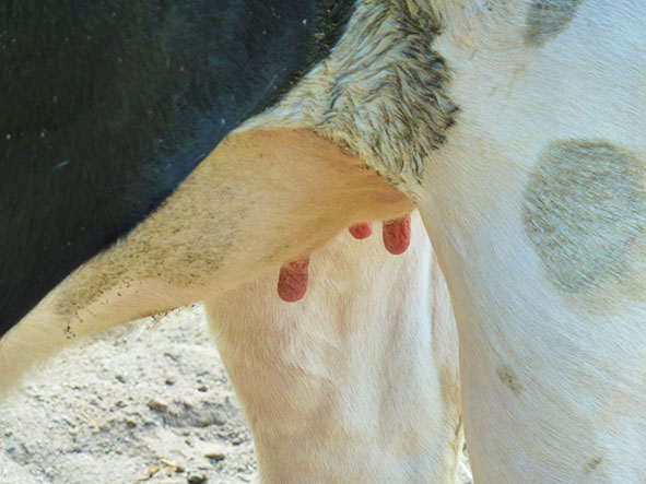 Udder cow with no milk