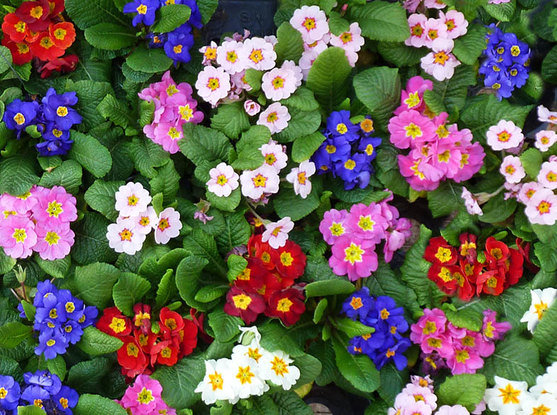 flowers in many colors