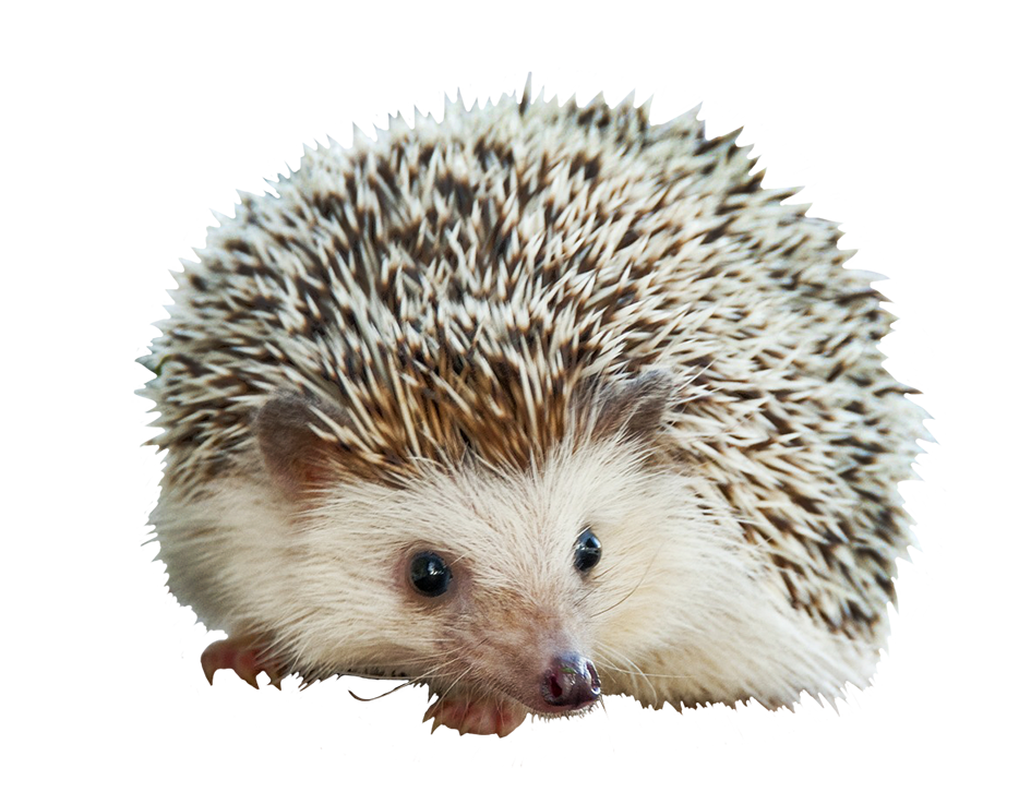 adorable little hedgehog