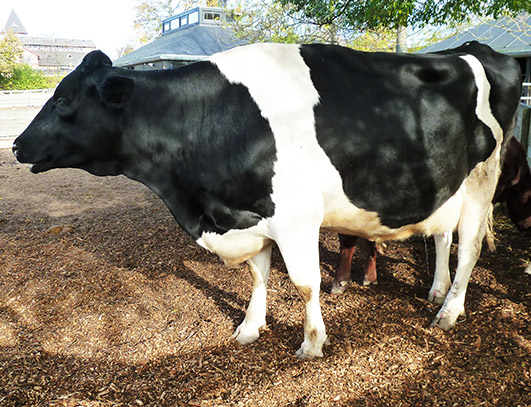 Mettled cow 