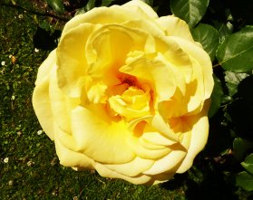 pale yellow rose picture