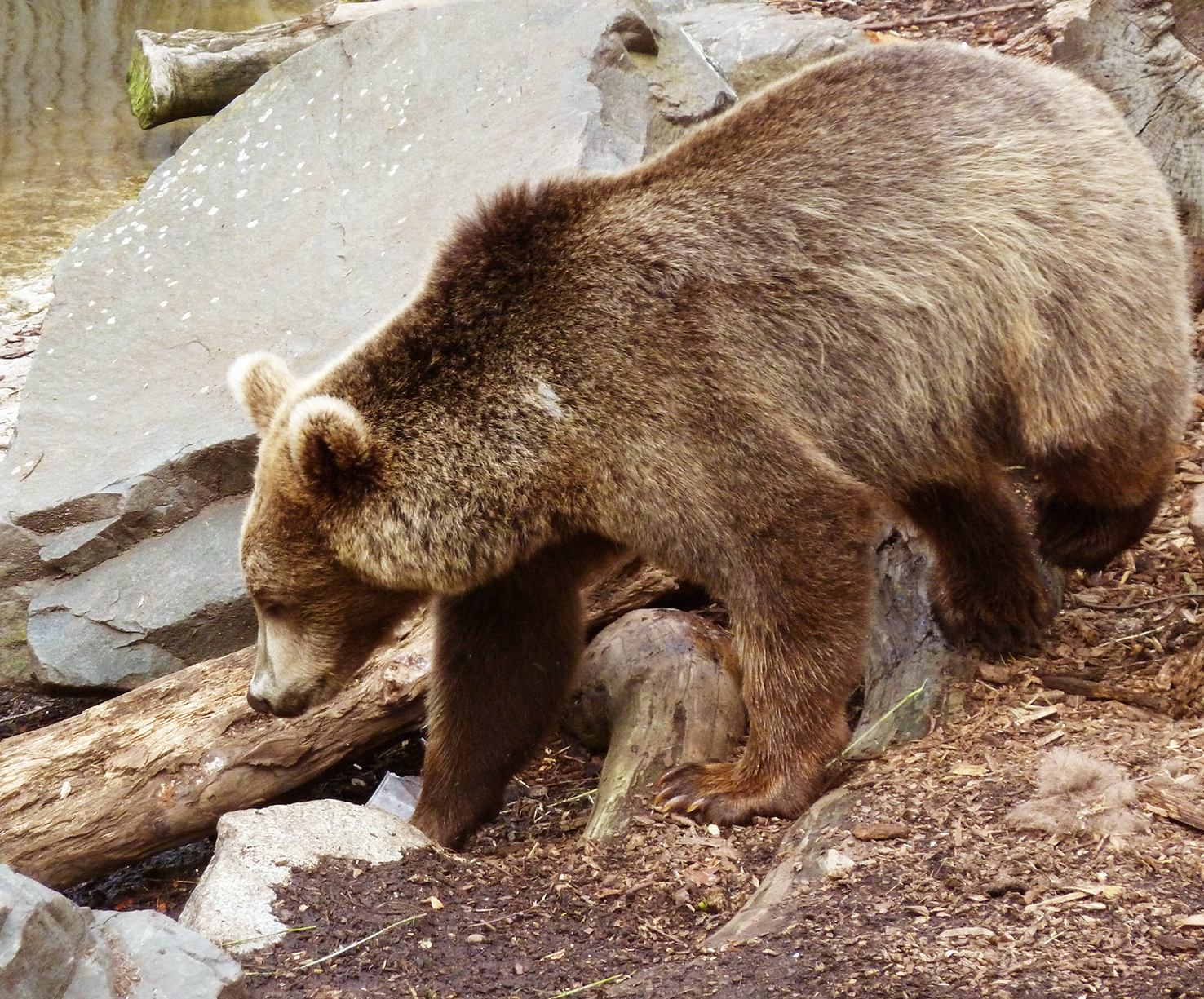 picture of brown bear