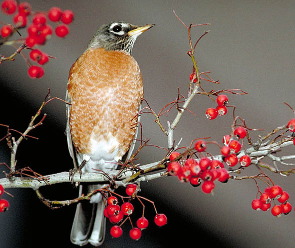 American Robin