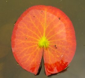 Leaf of Waterlily
