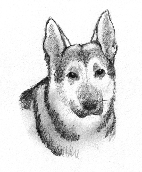 German shepherd dog sketch