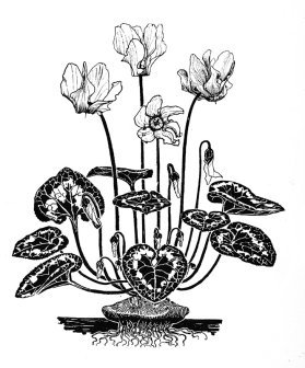 pencil drawing of Cyclamen flower