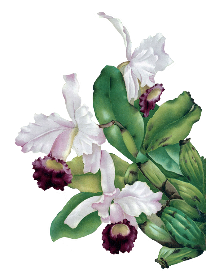 orchid flower clipart
