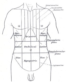 surface lines front thorax