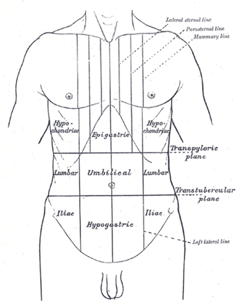 surface lines front thorax