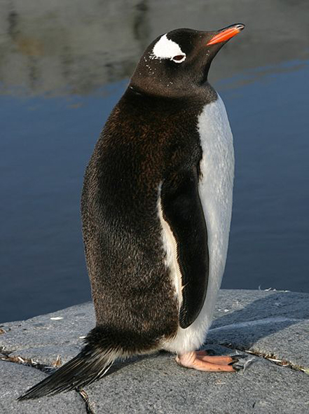Gentoo penguin