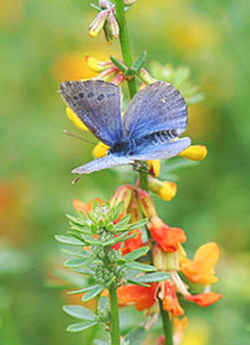 blue butterfly