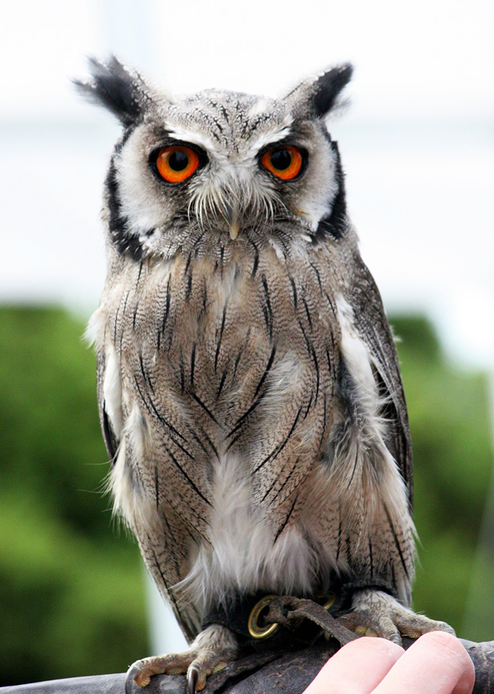 pictures of owls on hand