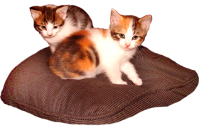 two three colored kittens on pillow