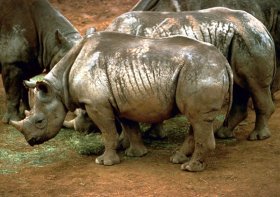 Black rhinoceros African