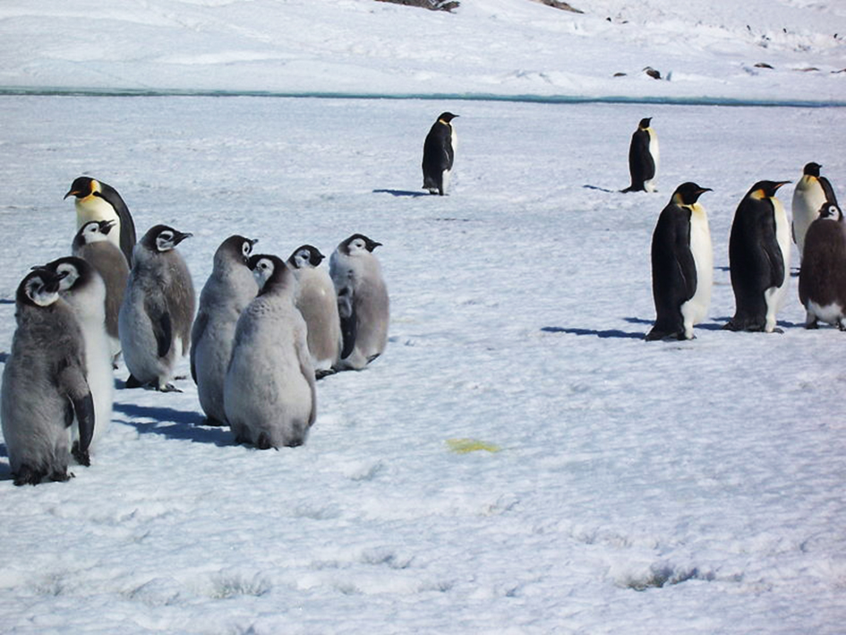 chick of emperor penguins