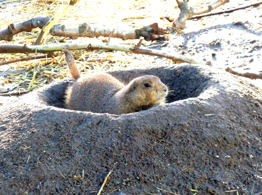 Prairie dog looking up from hole