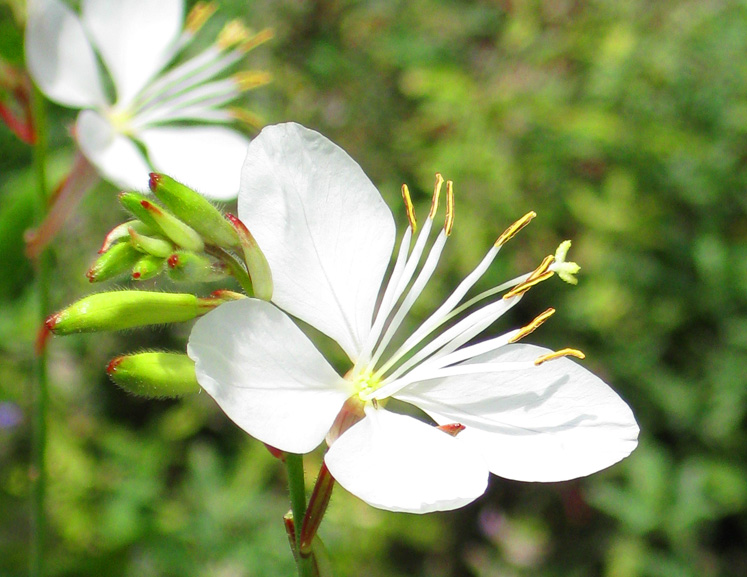 delicate white flower pics
