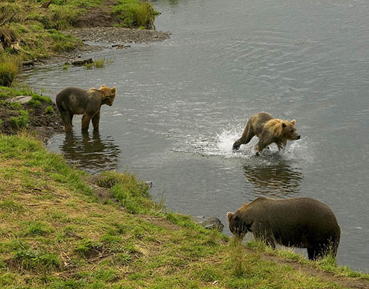 Brown bear with two cups in river fishing