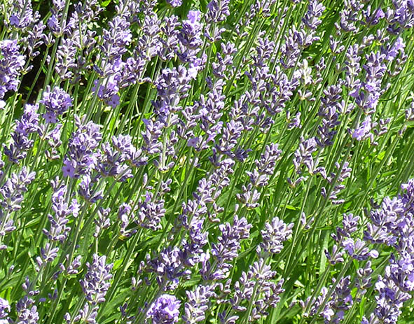 lavender fiels