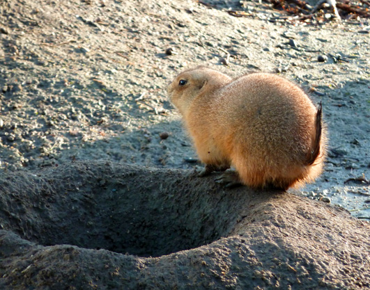 Prairie dog from behind