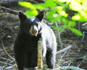 Black bear looking