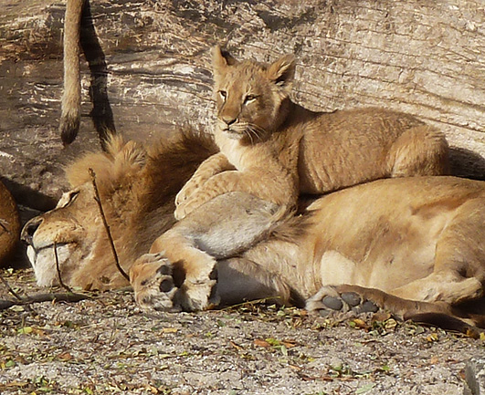 Lion father and cub resting