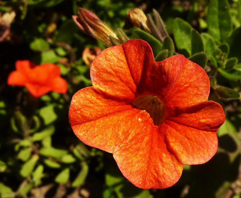 beautiful orange flower