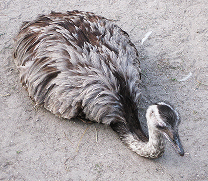 Nandu laying in the sand